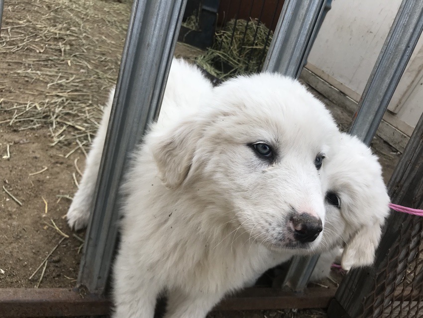 Great Pyrenees Dogs #Pyrenees #dogs #dog #puppy #puppies #ad