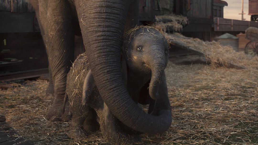 mama elephant and baby elephant