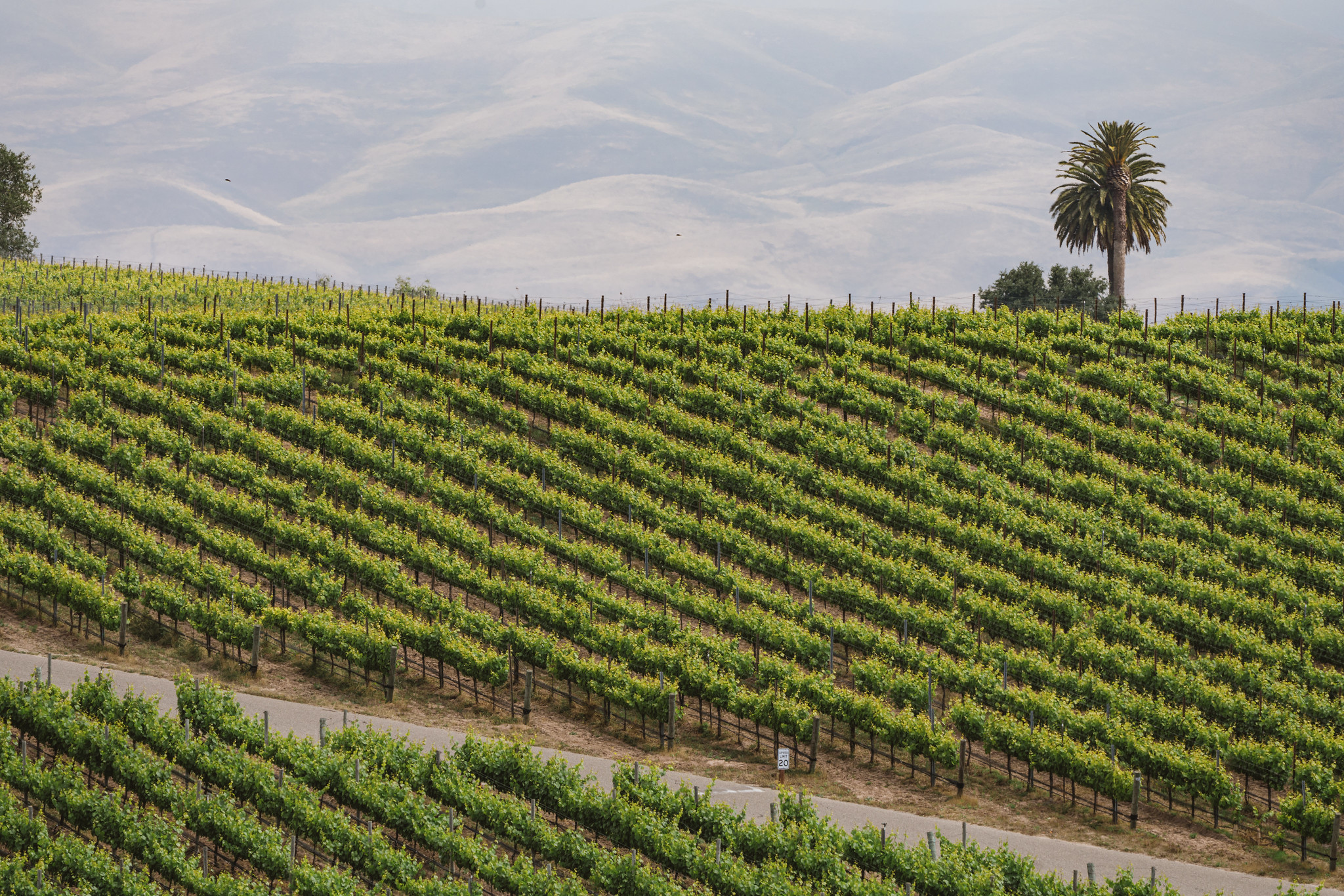 Santa Maria Valley Vineyards