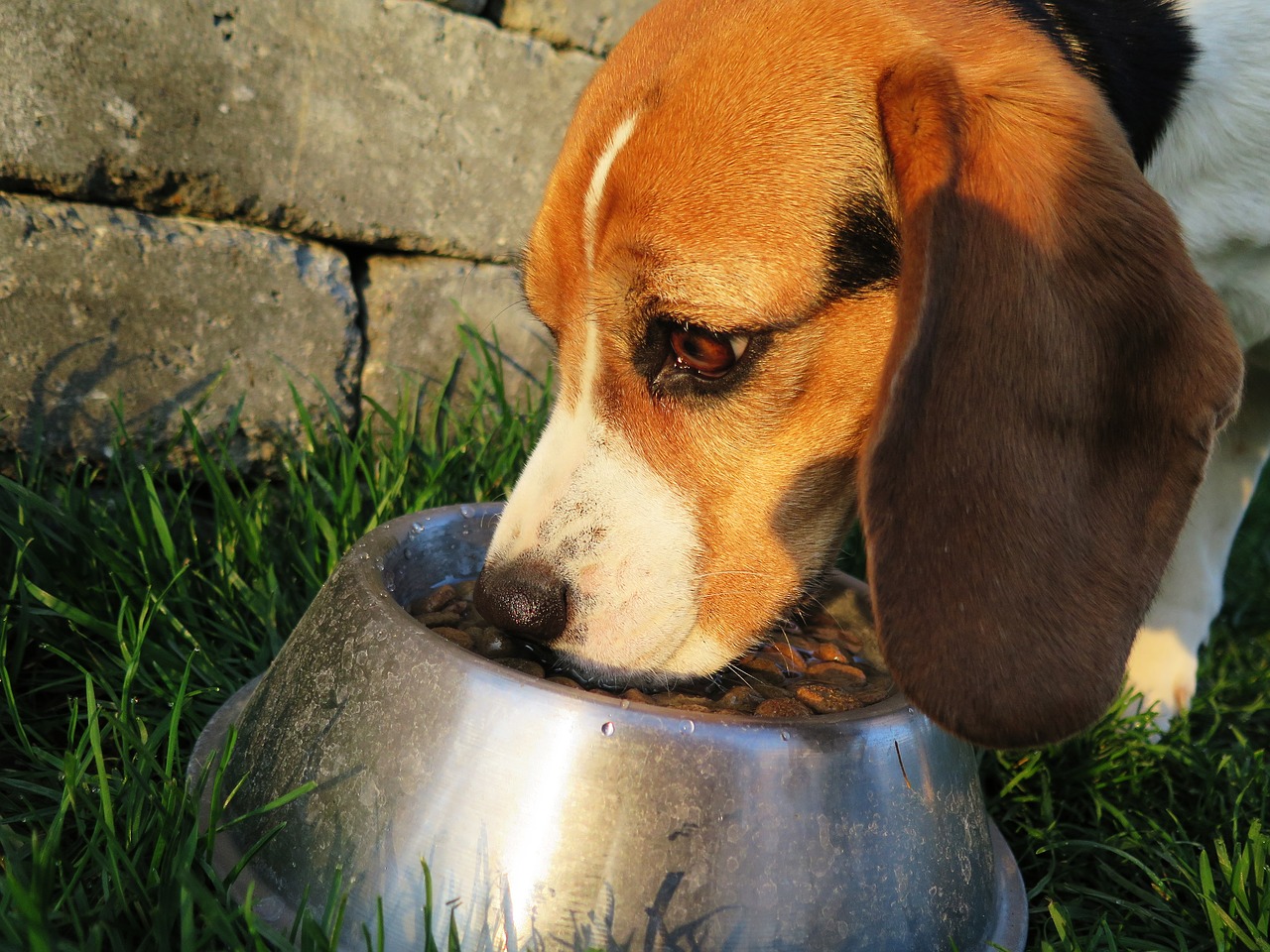 dog food in bowl
