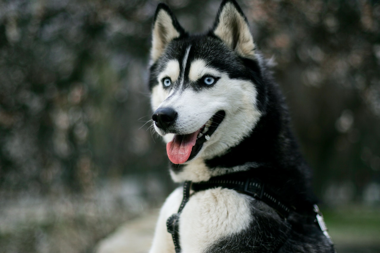 how often bathe husky