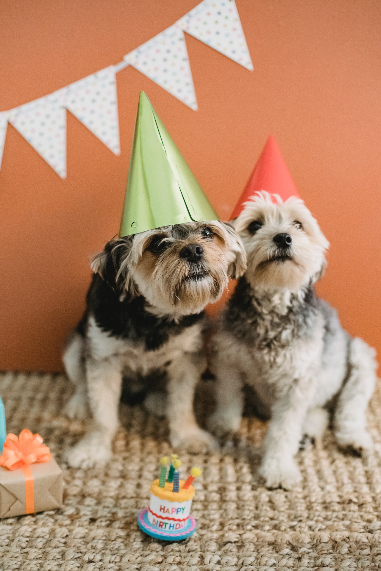 Dogs birthday hats