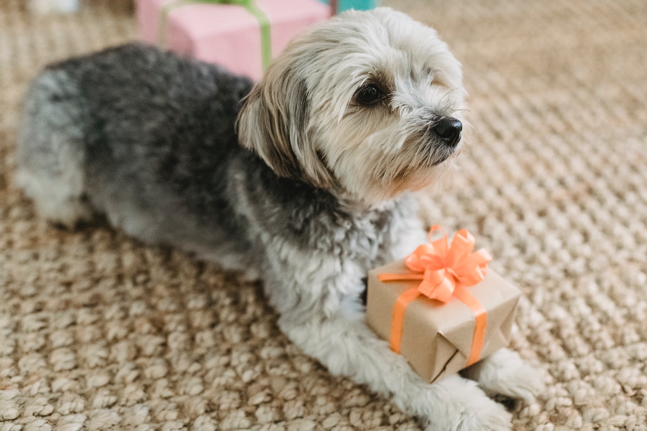 online pet store dog with package gift