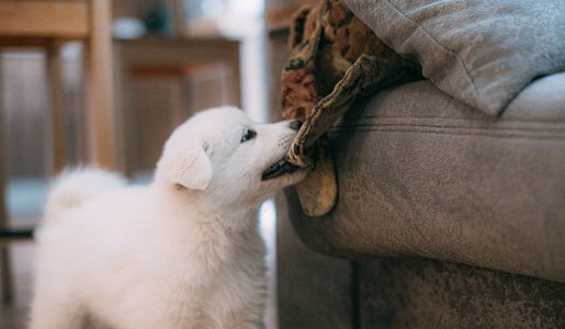 6 Things to Do Before Bringing Your Puppy Home
