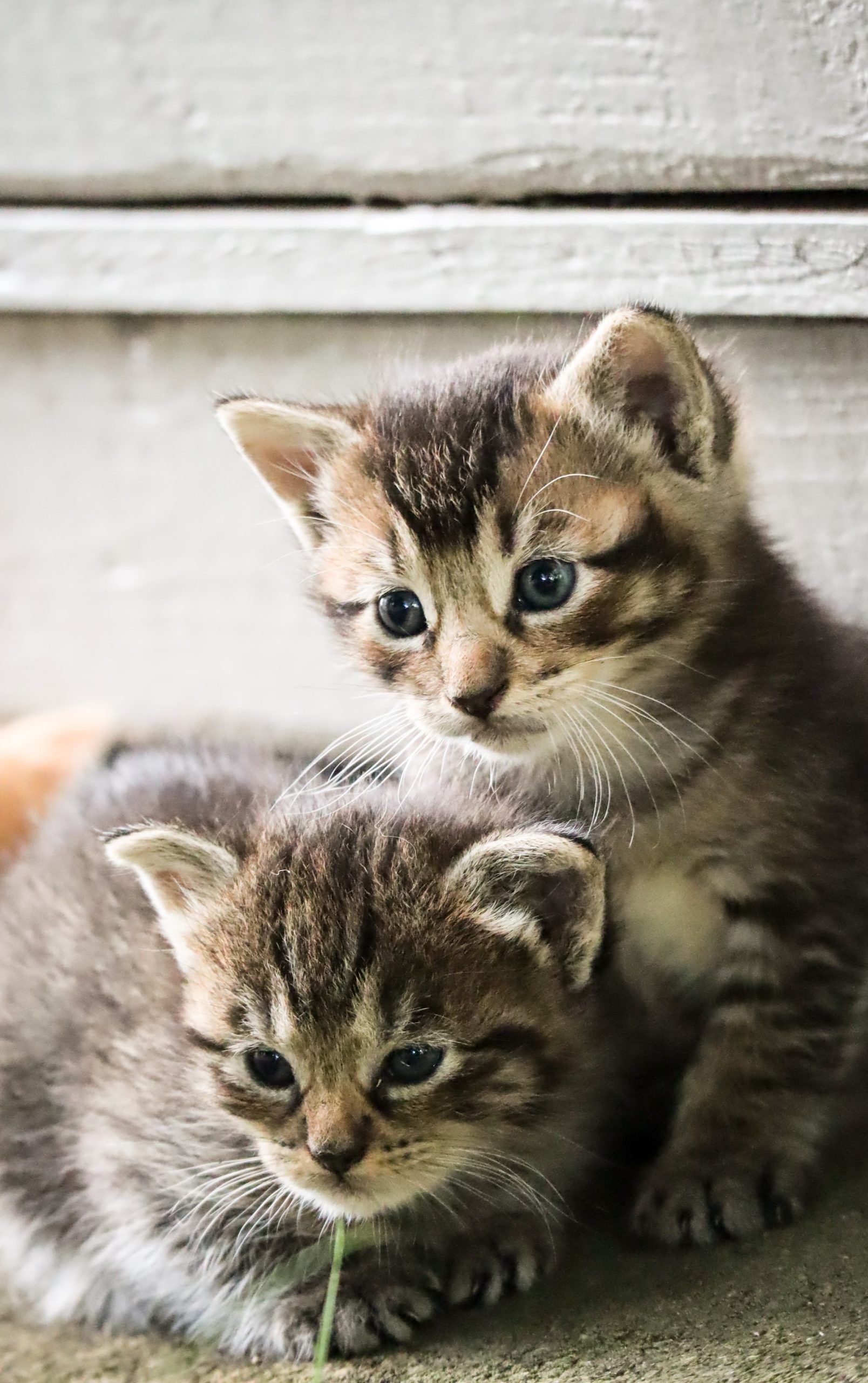 pet business kittens